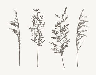 Set of hand drawn outline  meadow grass, wild cereals.  Sketch botanical vector illustration. Plant herb isolated  on white background