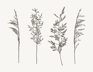 Set of hand drawn outline  meadow grass, wild cereals.  Sketch botanical vector illustration. Plant herb isolated  on white background