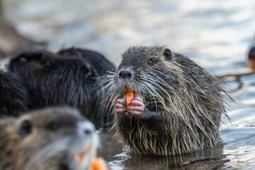Nutria, auch Biberratte, Wasserratte oder Sumpfbiber genannt, leben in der N&auml;he von Wasser in selbst gegrabenen Erdh&ouml;hlen. Der aus S&uuml;damerika stammende, in Gruppen lebende S&auml;uger ist eine invasive Art
