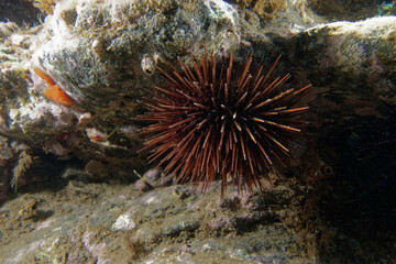 Naklejka na ściany i meble Purple sea urchin (Paracentrotus lividus) in Mediterranean Sea