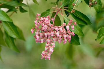 Pieris japonica, Inflorescence of Japanese andromeda with urn-shaped flowers in white and pink