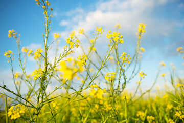 Obraz premium Yellow wildflowers of rapeseed, buckwheat in summer against a blue sky. Summer time, spring, flowering, fragrance. Cultivation of natural agriculture. Sunny background, freedom, serenity.