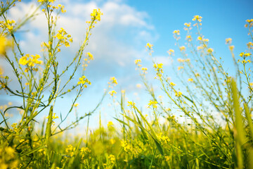 Yellow wildflowers of rapeseed, buckwheat in summer against a blue sky. Summer time, spring, flowering, fragrance. Cultivation of natural agriculture. Sunny background, freedom, serenity. - obrazy, fototapety, plakaty