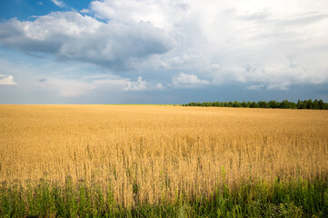 View of wheat field