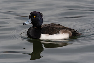 キンクロハジロ