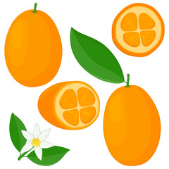 Kumquat fruit, flowers and leaves. Vector illustration