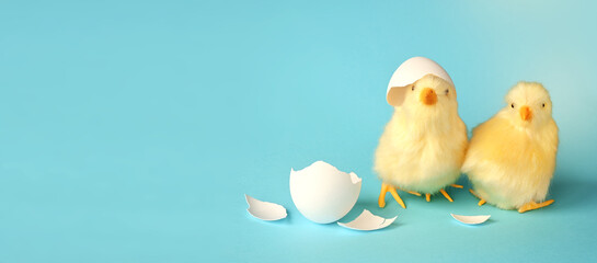 Funny newborn chick with broken egg shell on head. Conceptual scene just born,