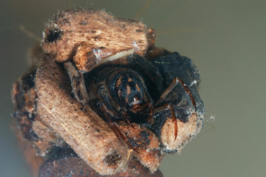 Caddisfly Larva Inside Its Tube Case 