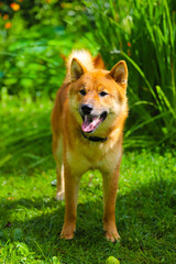 Naklejka na ściany i meble Japanese dog shiba inu in summer in hot weather outdoors