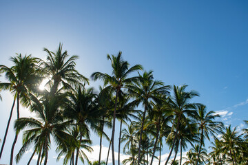 Fototapeta na wymiar Tropical palm coconut trees on sky, nature background. Palms landscape with sunny tropic paradise.