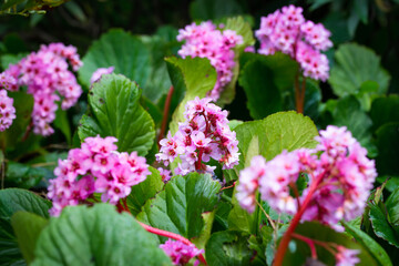 Pink Bergenia cordifolia flowers and green foliage close-up in spring in south of France after the rain