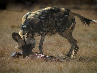 African Wild Dogs