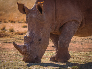 Obraz premium white rhino in the wild