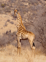 Obraz na płótnie Canvas giraffe in the savannah