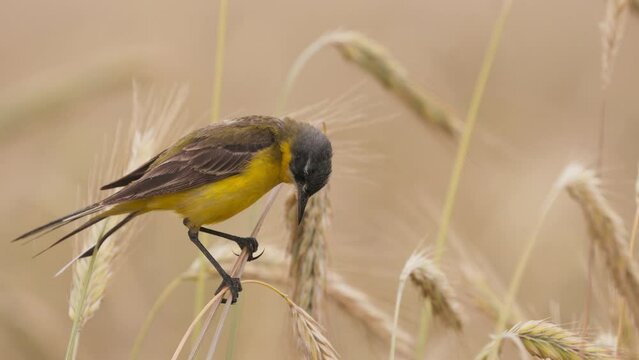 4K Western Yellow Wagtail. Motacilla Flava Is A Small Passerine In The Wagtail Family Motacillidae, Which Also Includes The Pipits And Longclaws. This Species Breeds In Much Of Temperate Europe And