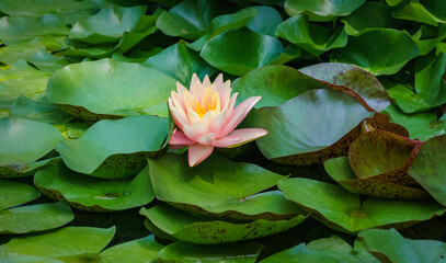 Magic big bright pink water lily or lotus flower Perry's Orange Sunset in pond. Beautiful Nymphaea...
