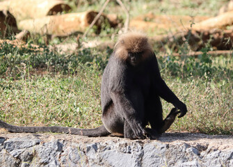 lion tailed macaque sit in the ground. wit blur background