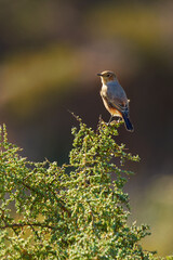 The beauty of nature. Shot of a bird in its natural habitat.
