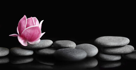 Beautiful pink magnolia flower on stones, concept of wellness spa treatments for the beauty of mind and body, massage, zen stone