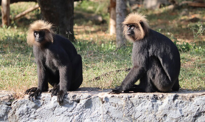 lion tailed macaque sit in the ground. wit blur background