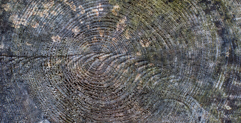 Fototapeta premium Holz Hintergrund