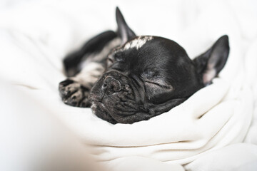 head of sleeping black and white french bulldog puppy on the white blanket