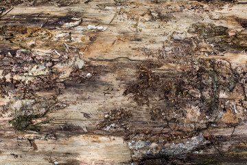 Holz Hintergrund