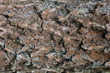 Fototapeta premium Holz Hintergrund
