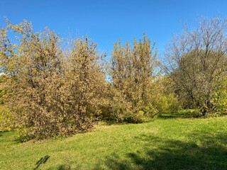 many Yellow  Leafs on Grass at dry sunny fall day