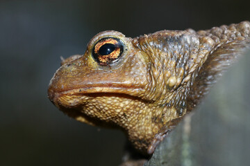 Detail of the head of a Bufo spinosus 