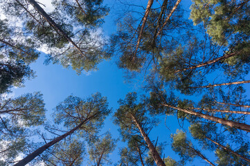 tall pine trees against the blue sky