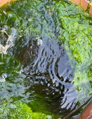 Green musk in the water