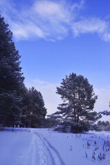 Snow-covered trees in the Ural winter forest.