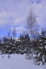 Snow-covered trees in the Ural winter forest.