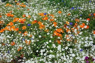 Netherlands. Orange Poppies and white flowers