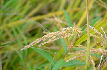 稲穂