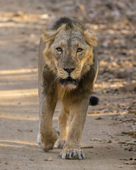 Asiatic lion. click at Gir National Park, Gujarat. India. 