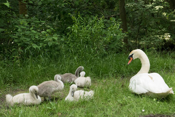 Femelle cygne avec ses cygneaux