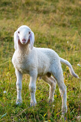 Obraz premium September 2021, Italy. Tender white lamb in a green meadow