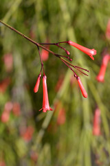 Firecracker plant