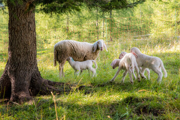 Fototapeta na wymiar September 2021, Italy. Sweet sheep and white lambs in a green meadow