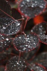 Detail close up macro of rain drops on red and violet leaves 