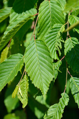 Common hornbeam Horizontalis