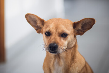 Close-up portrait of a cute mixed-breed dog with big pointy ears sitting in a domestic environment isolated against a light blurred background. Empty space for text. Animal themes