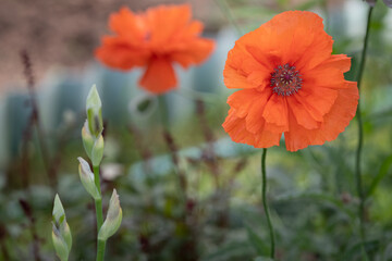 poppies in the garden