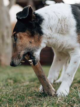 Dog chewing bone outdoor