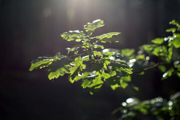 Oak leaves in the spring sunshine