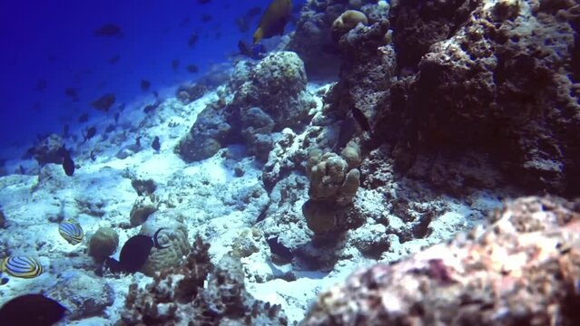 underwater seascape of vegetation of coral reef and different fishes. Maldives
