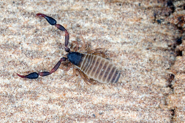 Super macro of Pseudoscorpion  also known as a false scorpion or book scorpion on tree bark