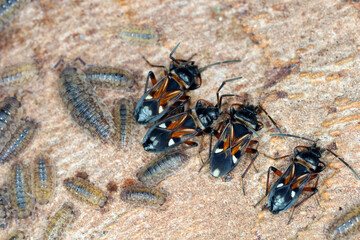 Common rough woodlouses Porcellio scaber and  Elm seed bugs overwintering under the bark of trees.